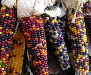 Cherokee Long Ear Popcorn