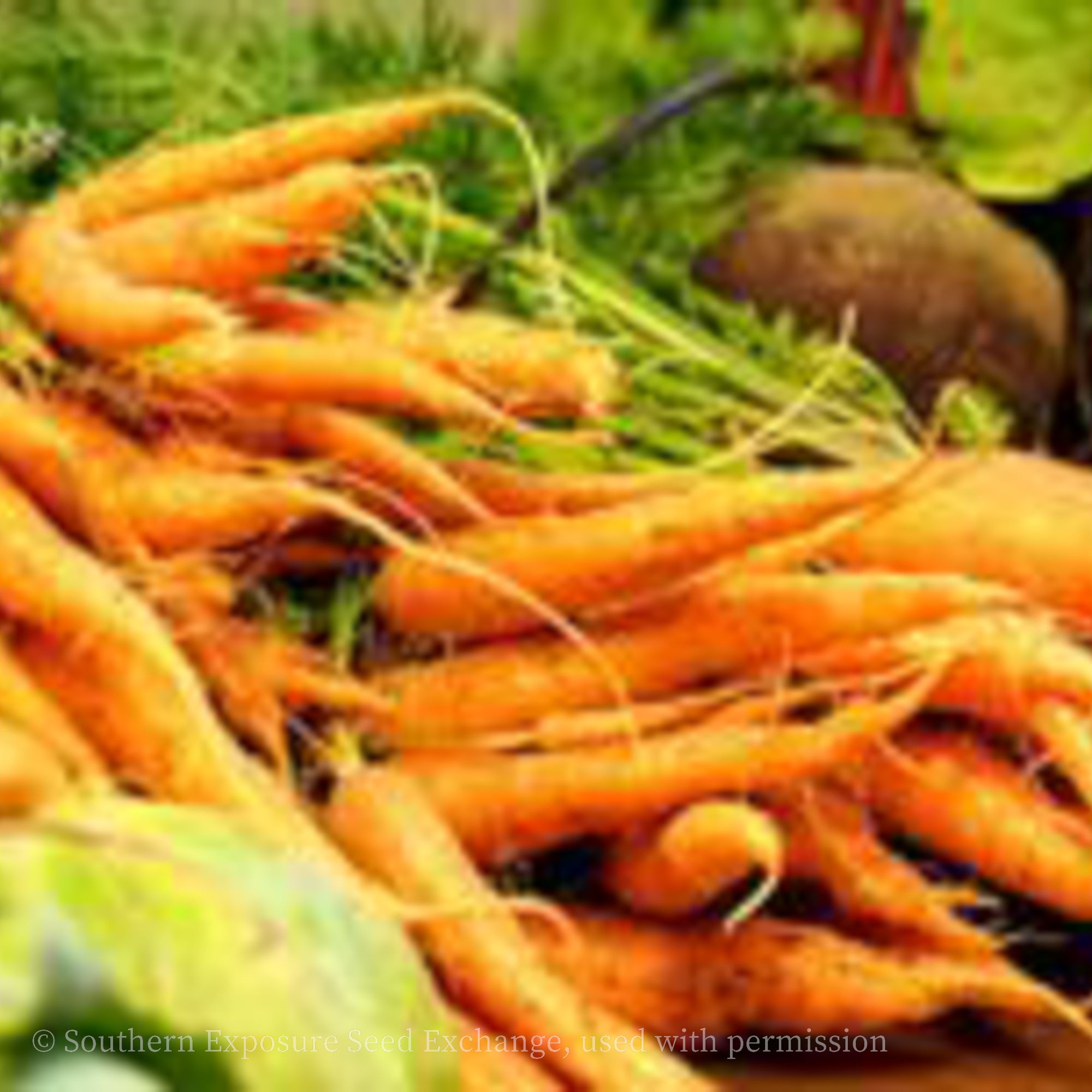 Danvers 126 Carrot