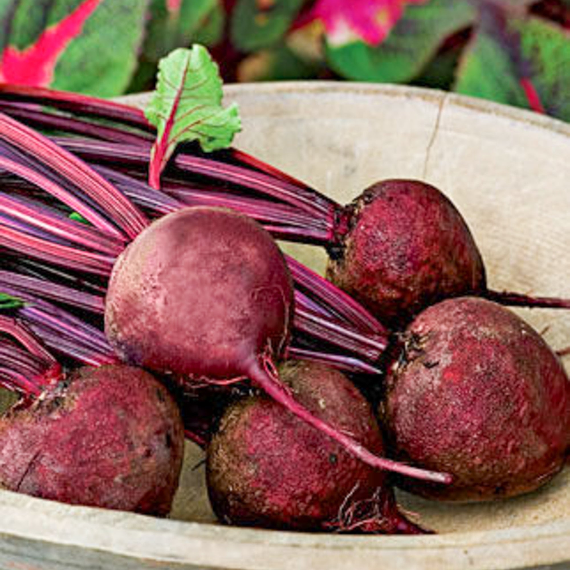 Detroit Dark Red Beet