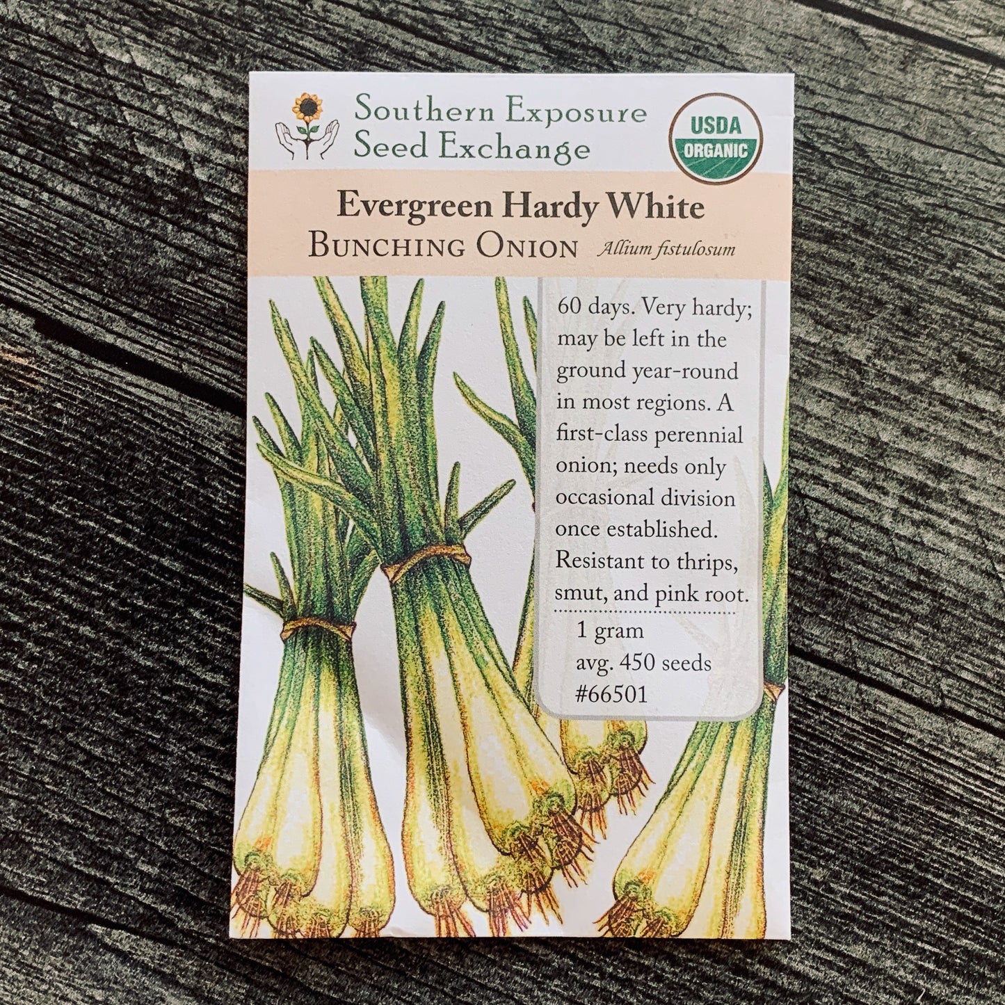 Evergreen Hardy White Scallions