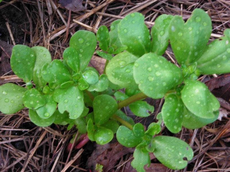 Golden Purslane