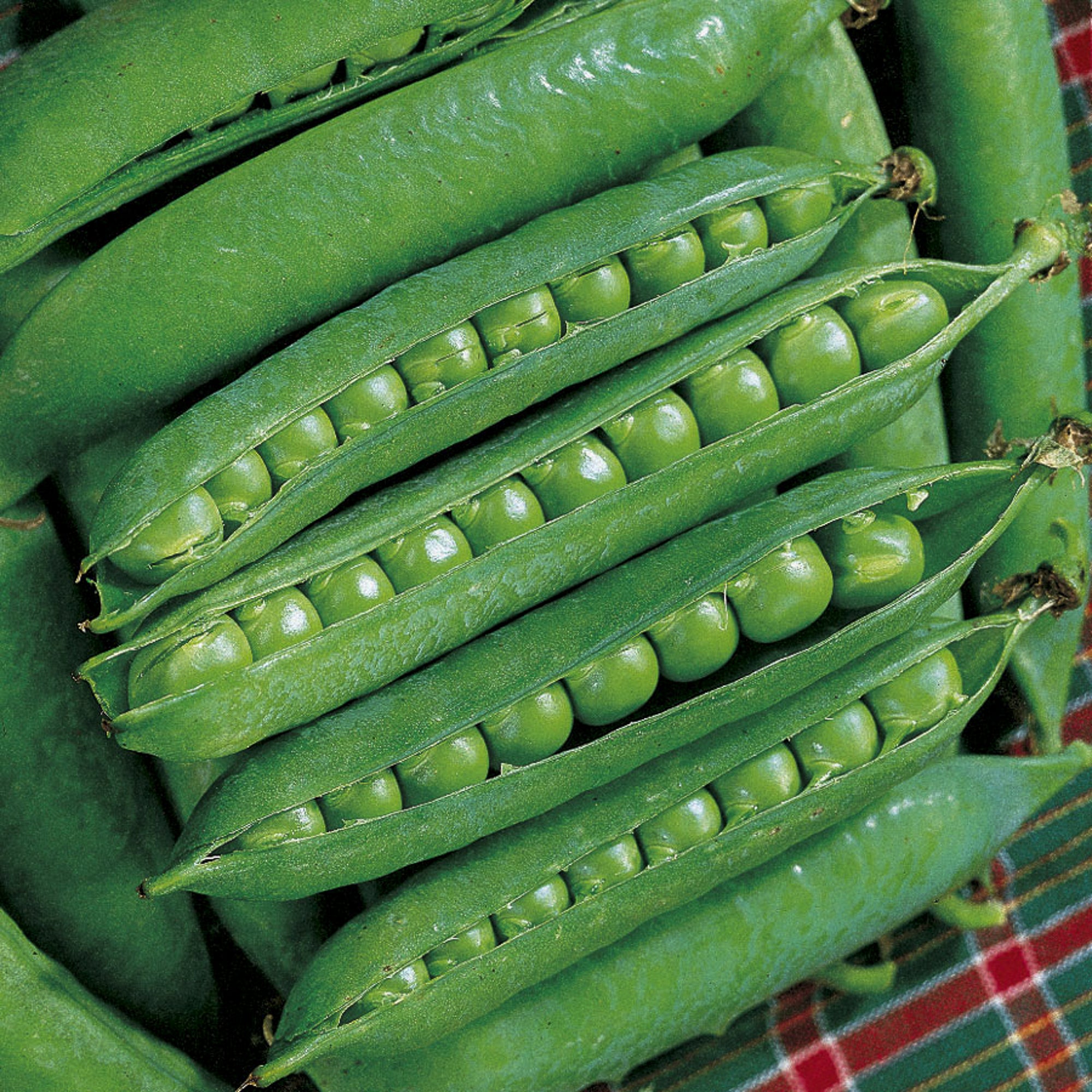 Green Arrow Shelling Pea