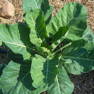 Georgia Green Collards (Georgia Southern, Creole)