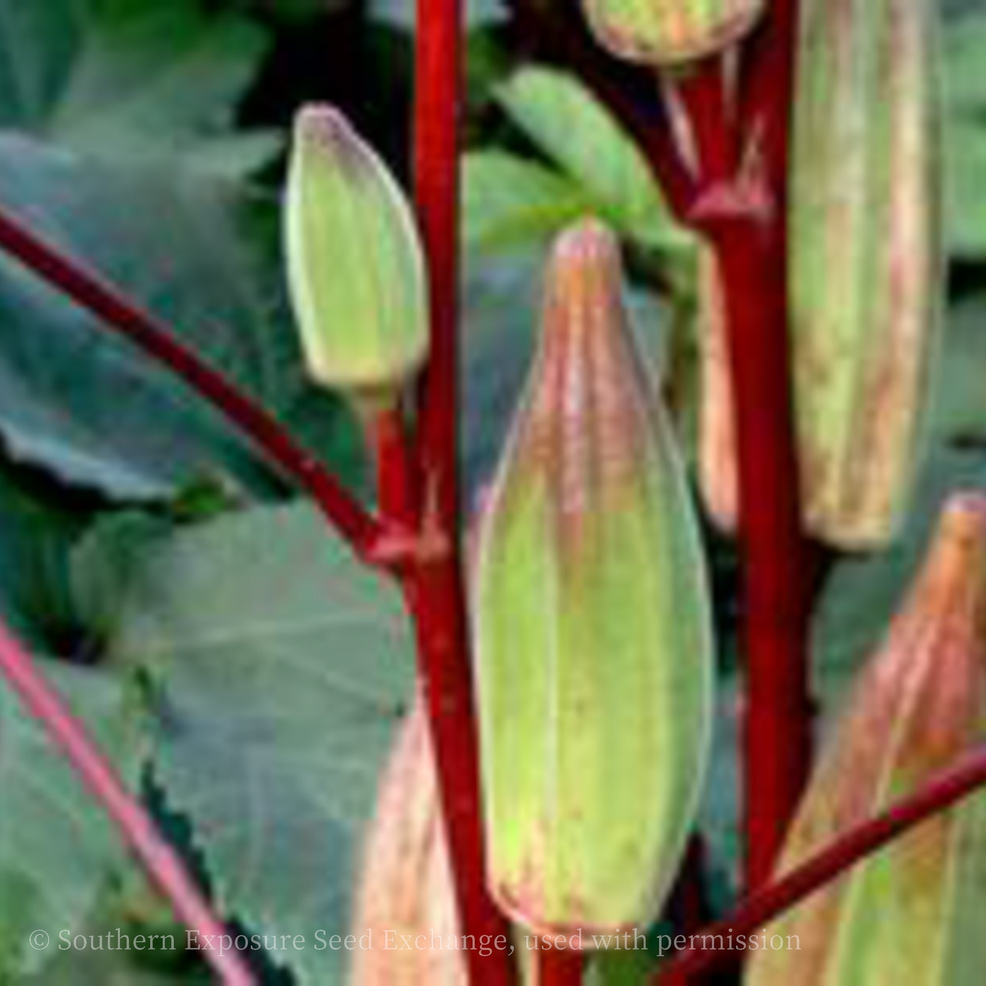 Hill Country Heirloom Red Okra
