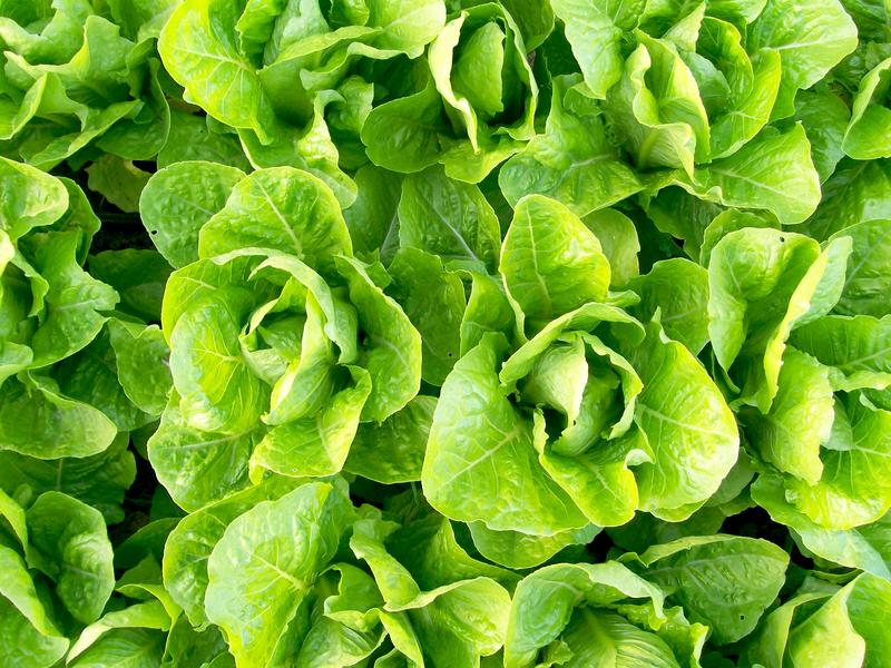 Jericho Romaine Lettuce