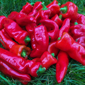 Melrose Frying Pepper