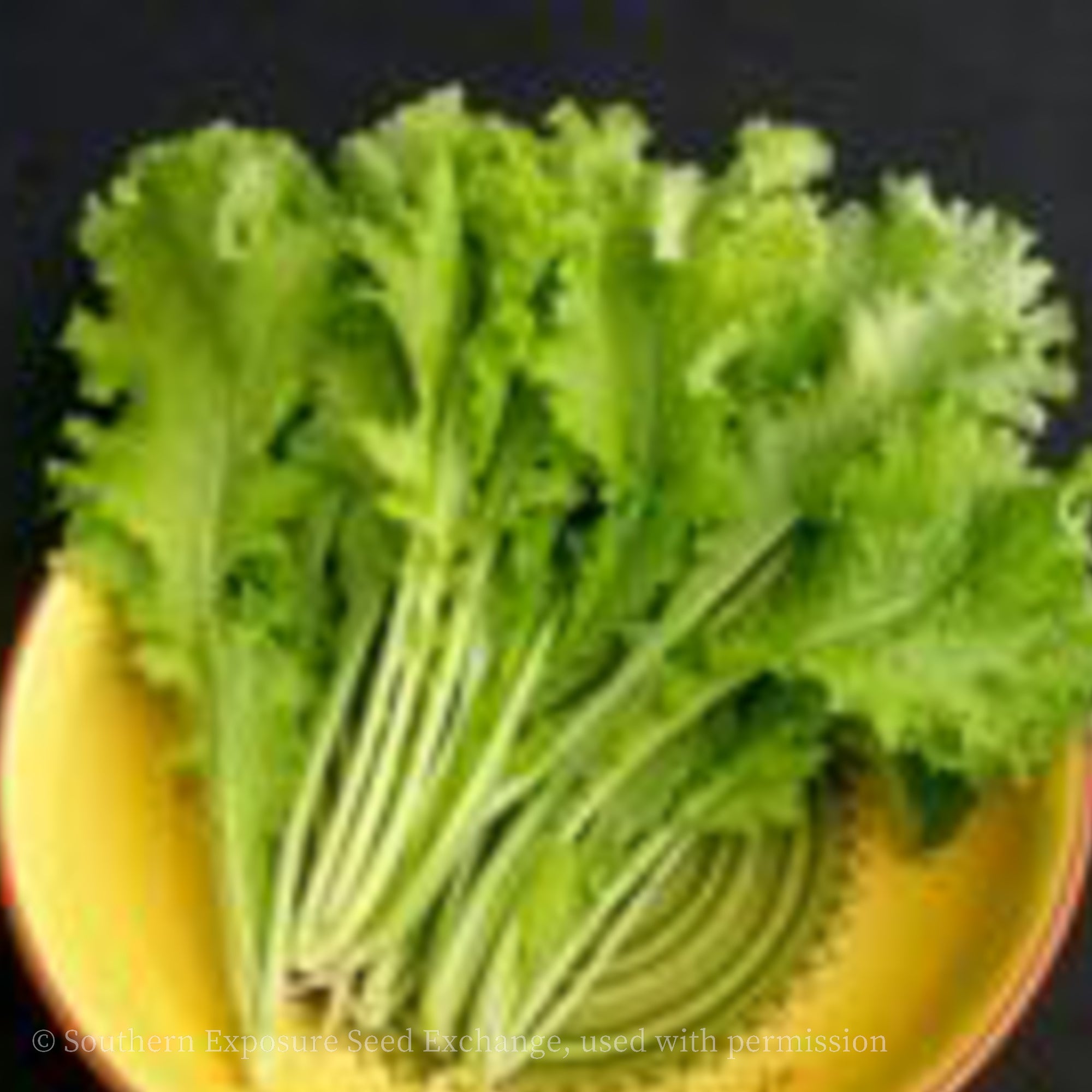 Southern Giant Curled Mustard