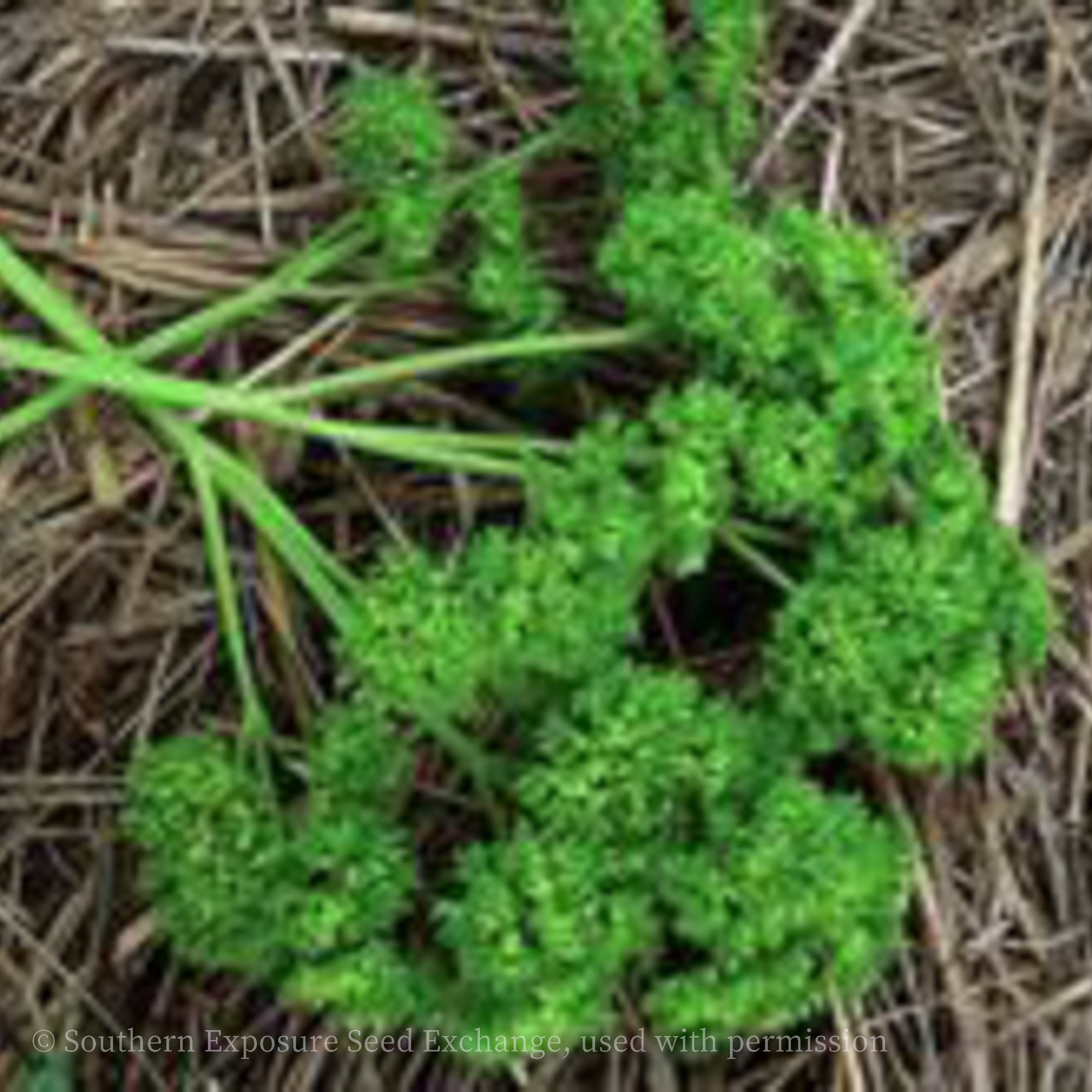 Moss Curled Parsley