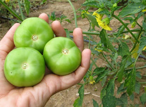 Tomatillo Cisineros Grande
