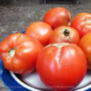Homestead 24 Tomato