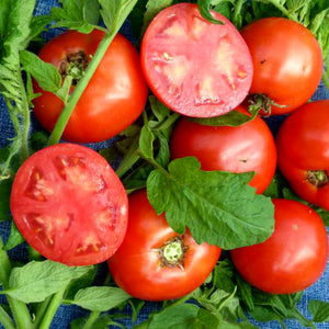 Cherry Tomato - Amy's Apricot Mix