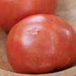 Tropic VFN Tomato